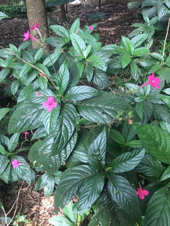 Ruellia subsessilis flower