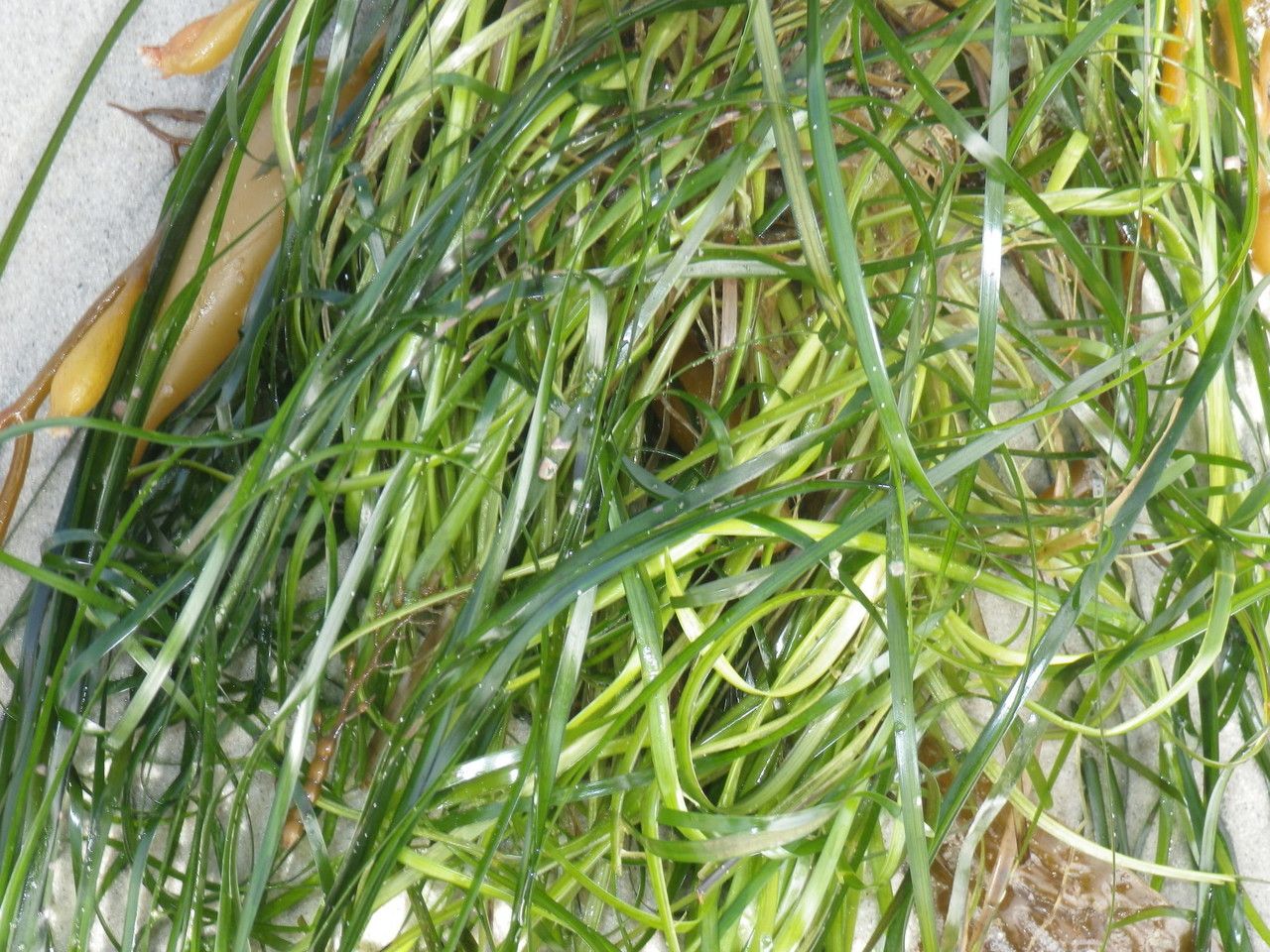 Phyllospadix scouleri habit