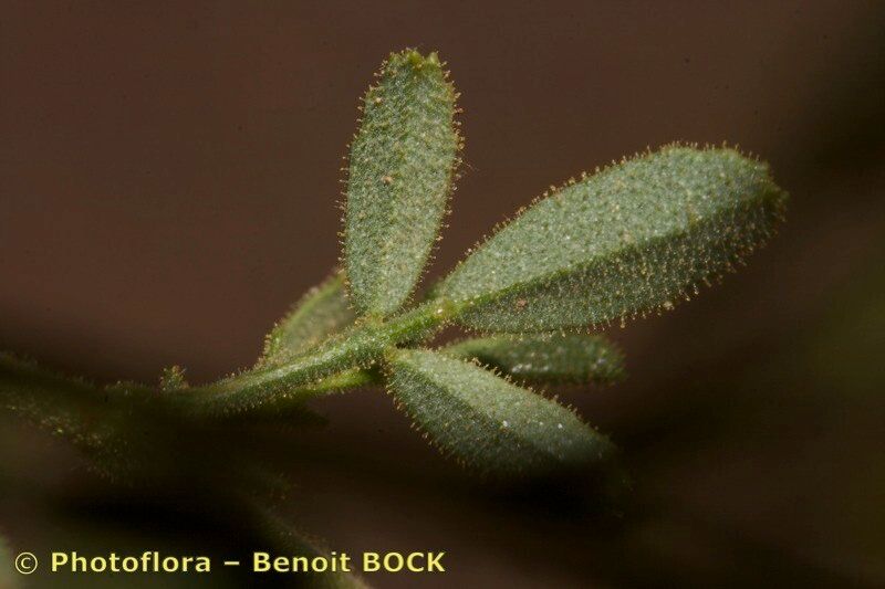 Ononis polyphylla — houseplant care guide