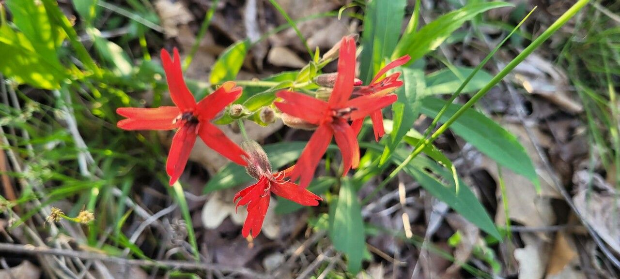 Silene virginica flower