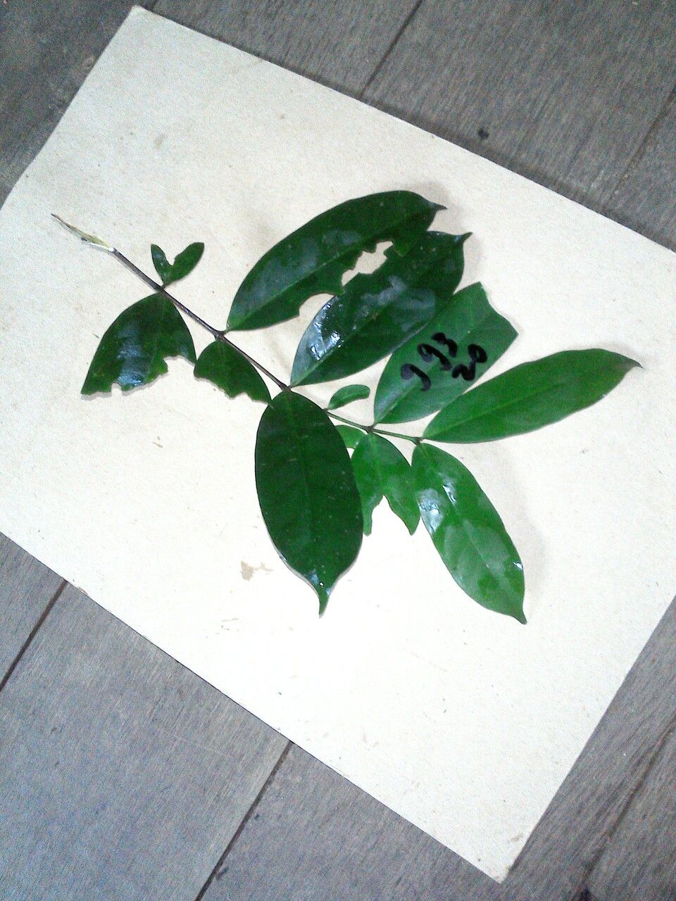 Lacmellea aculeata — related species from the same genus