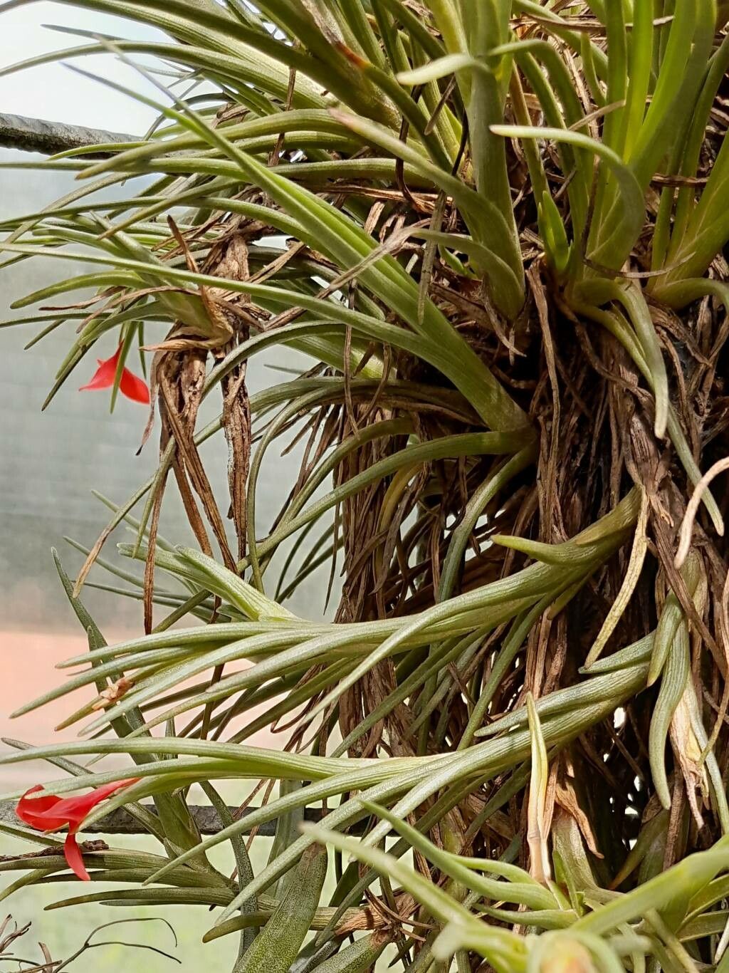 Tillandsia albertiana habit