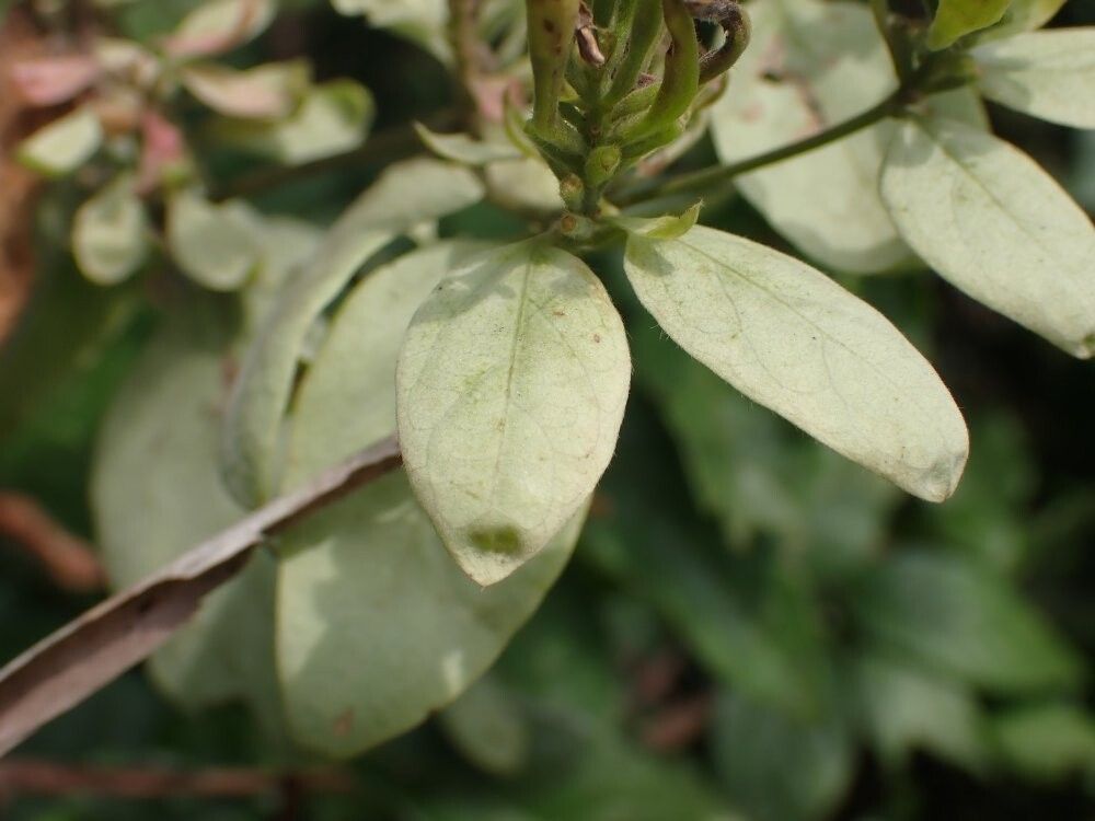 Combretum inflatum — houseplant care guide