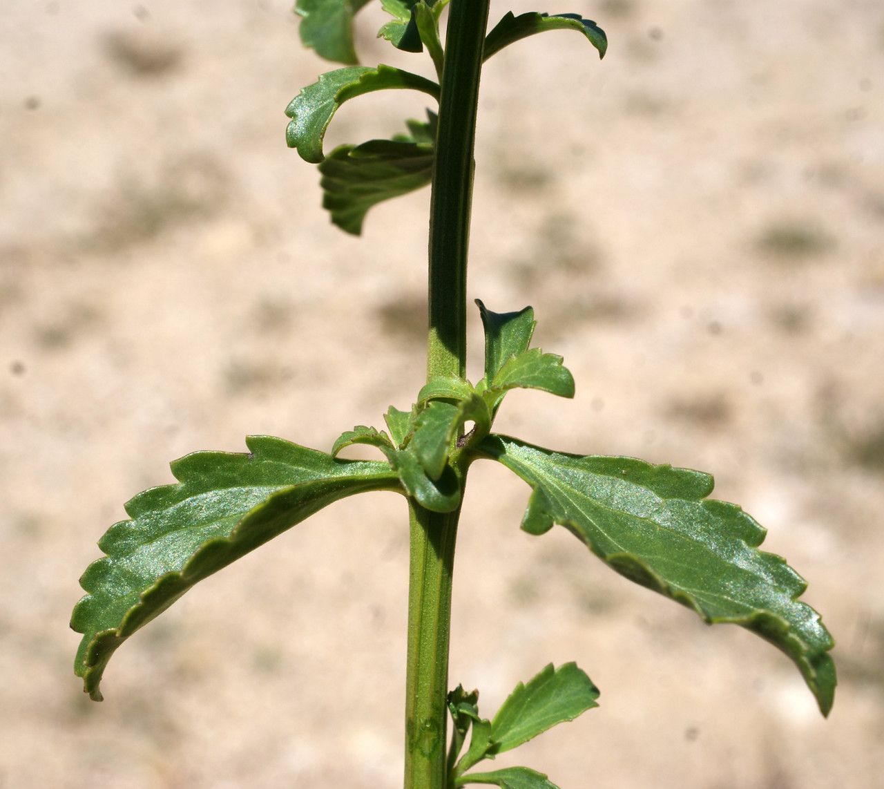 Scrophularia frutescens leaf