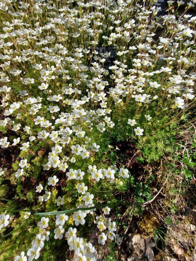 Saxifraga hariotii habit