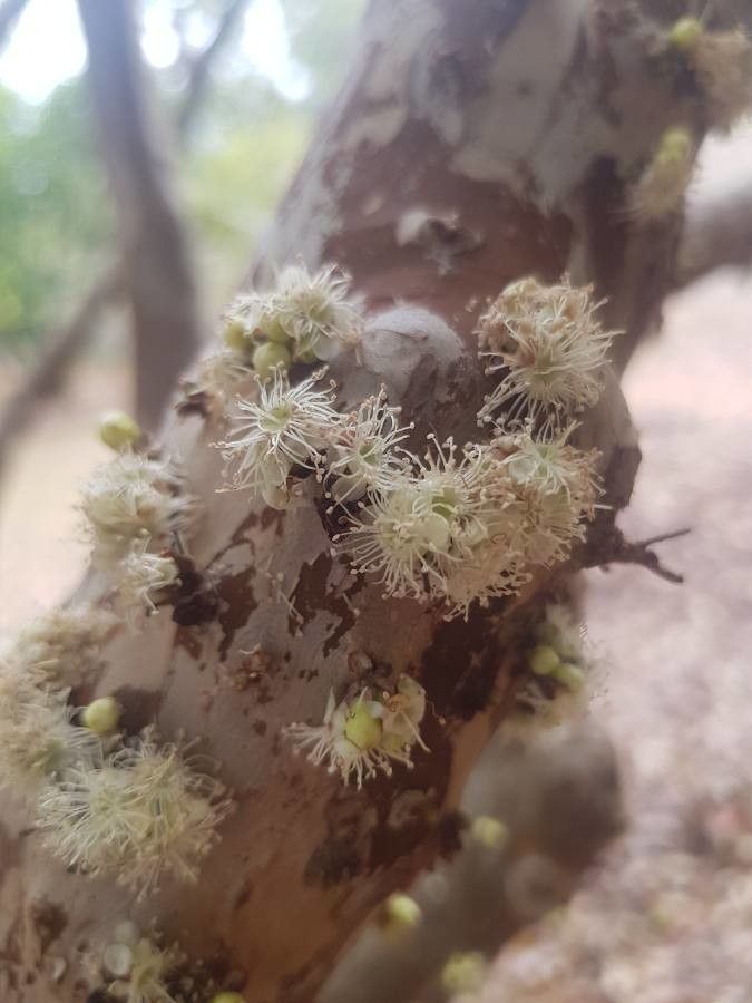 Plinia cauliflora flower