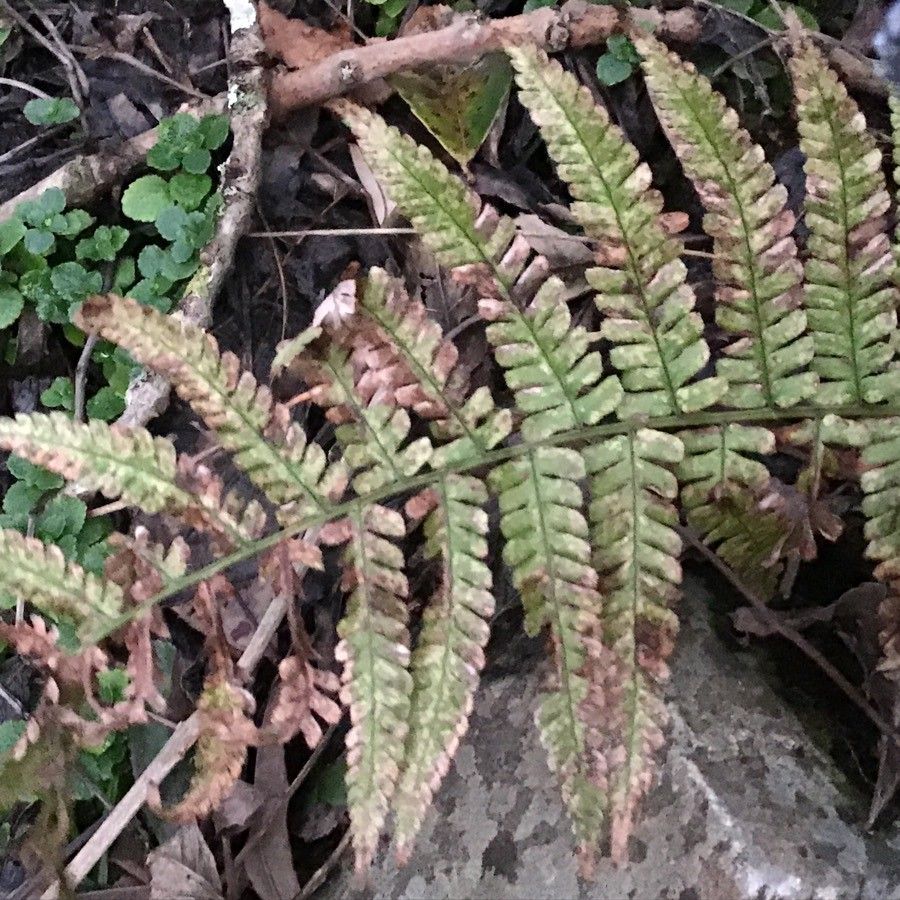 Thelypteris pozoi — search result for 'Thelypteris'