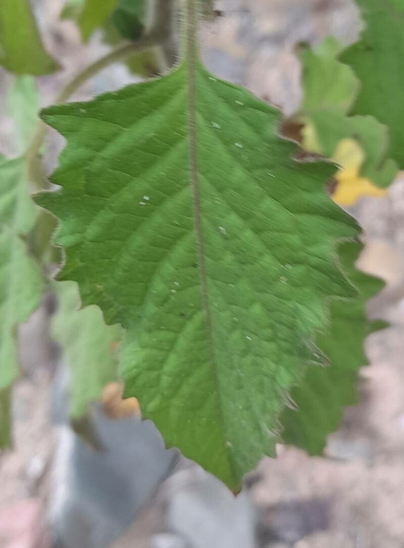 Solanum fiebrigii leaf