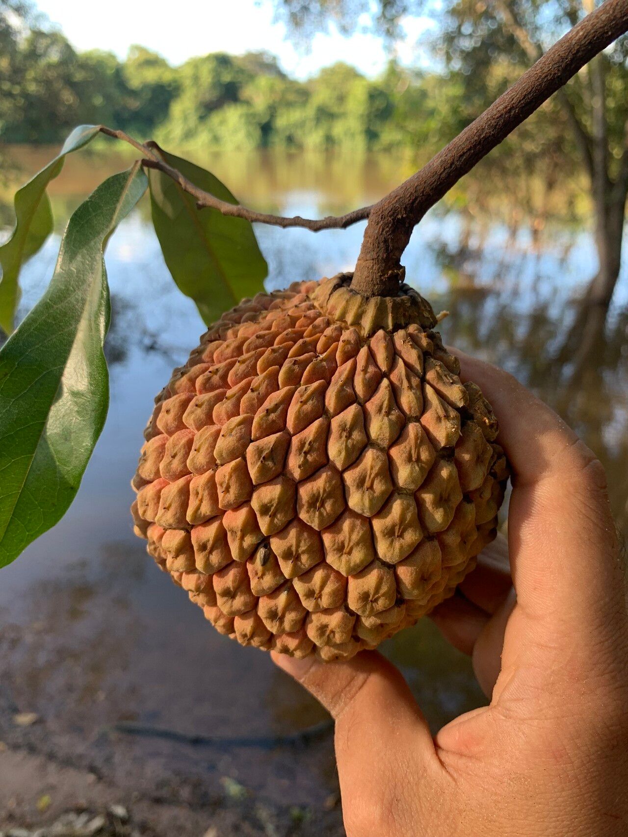 Duguetia marcgraviana — houseplant care guide