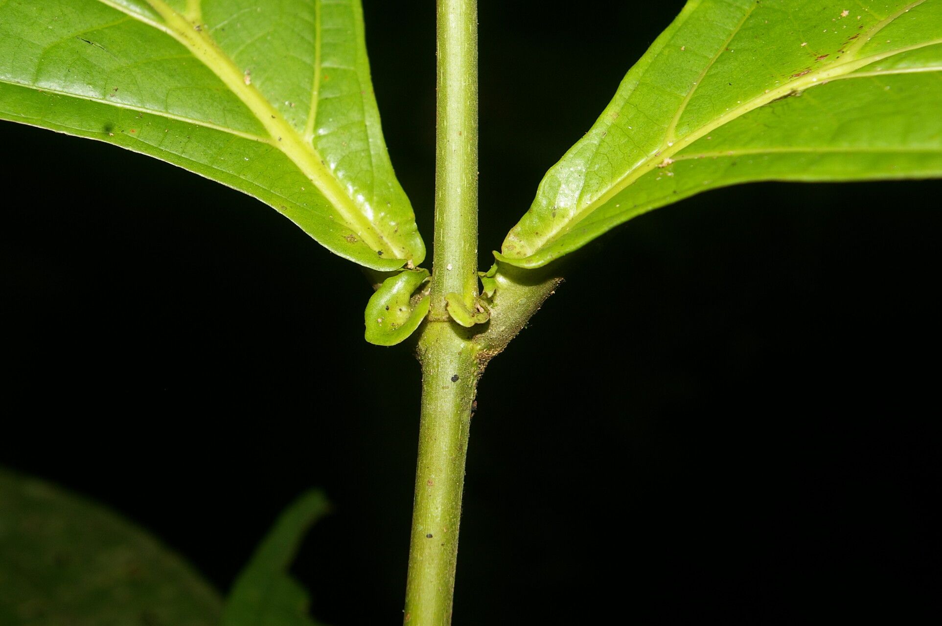 Miconia appendiculata bark