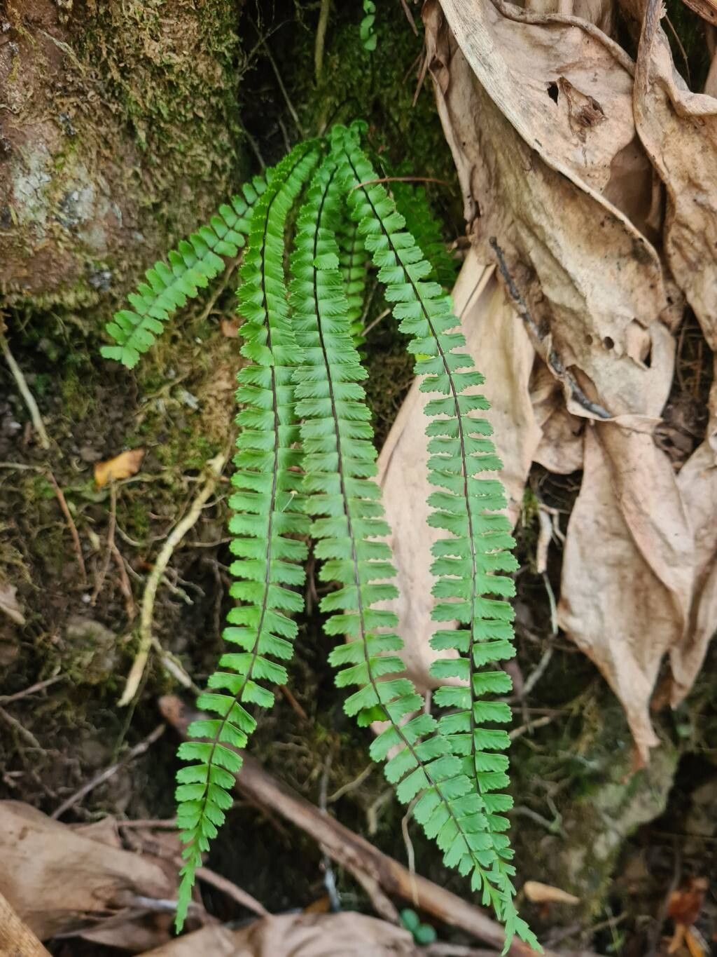 Asplenium monanthes leaf