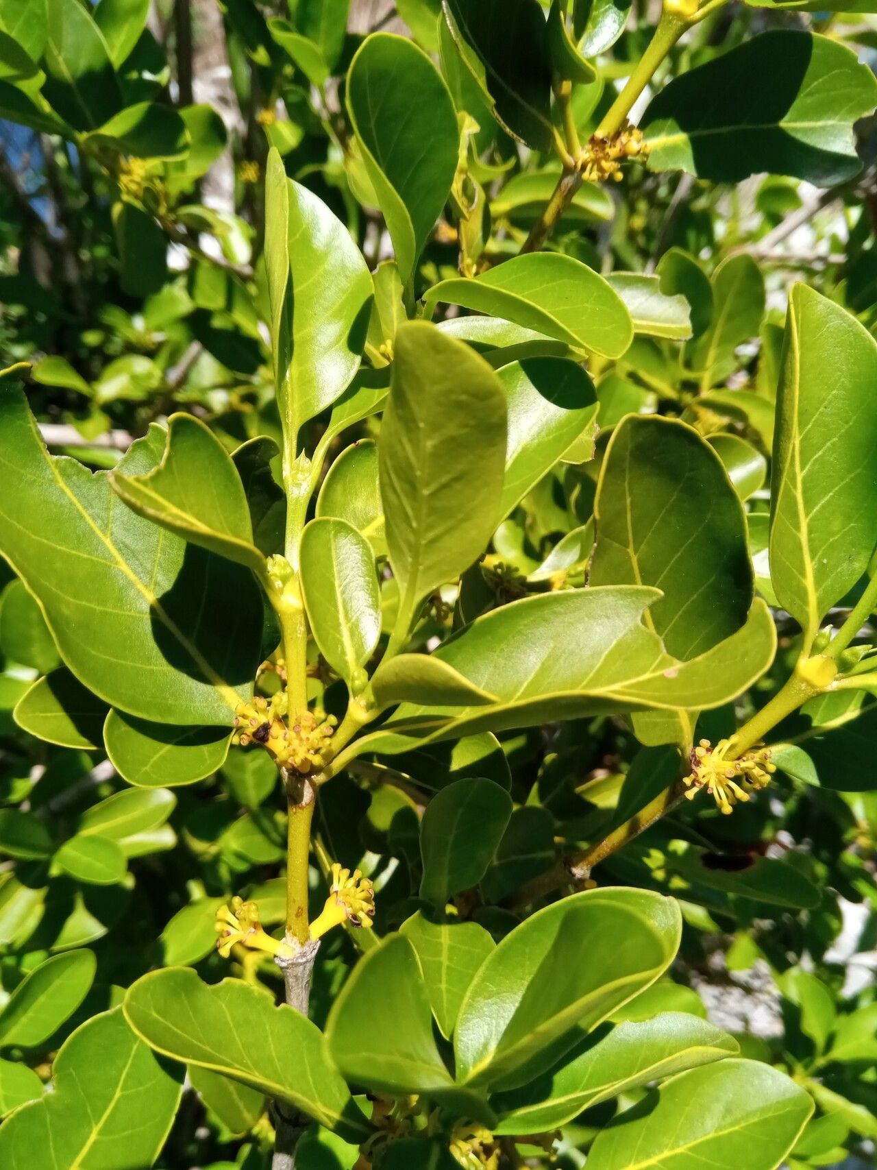 Pyrostria andringitrensis — houseplant care guide