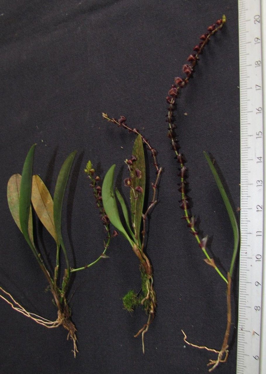 Stelis bracteata other