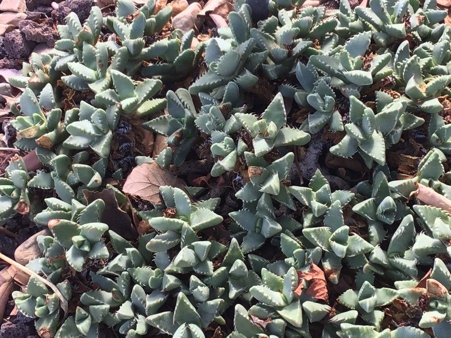 Faucaria felina leaf