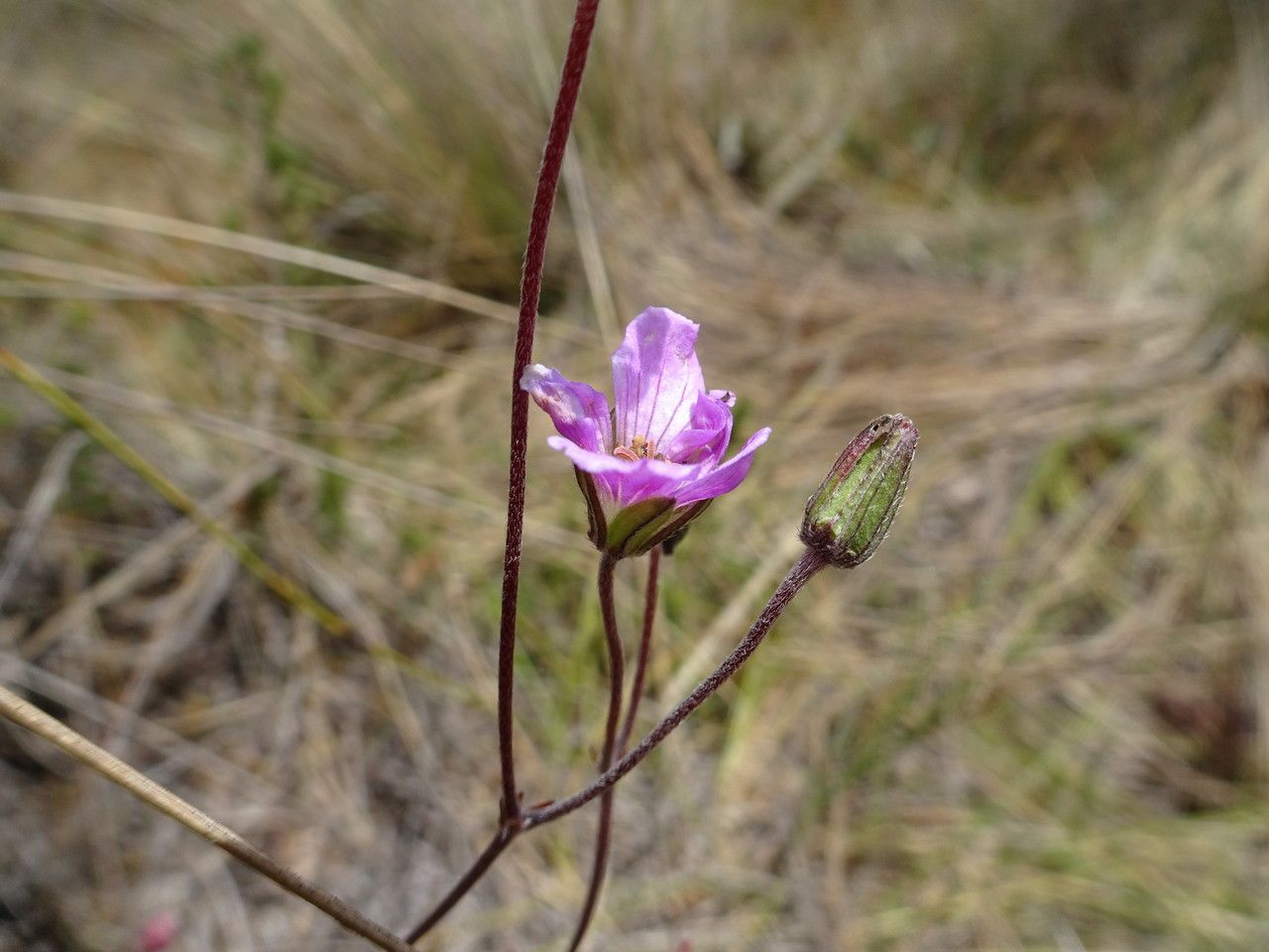 Geranium santanderiense flower