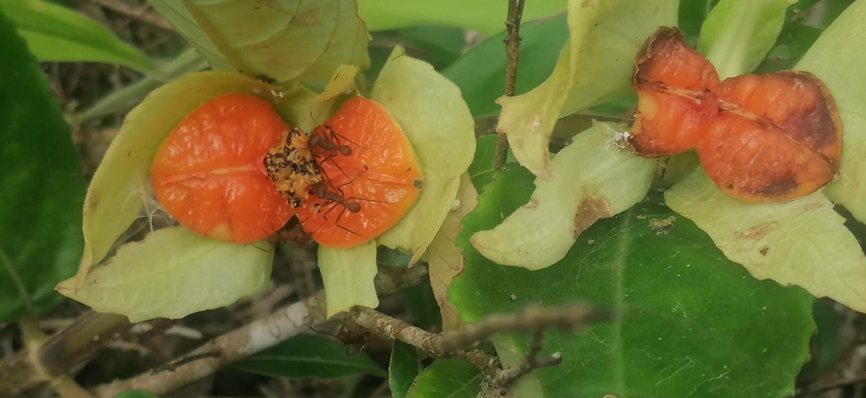 Drymonia serrulata flower