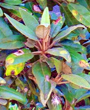 Ruizia boutoniana — related species from the same genus