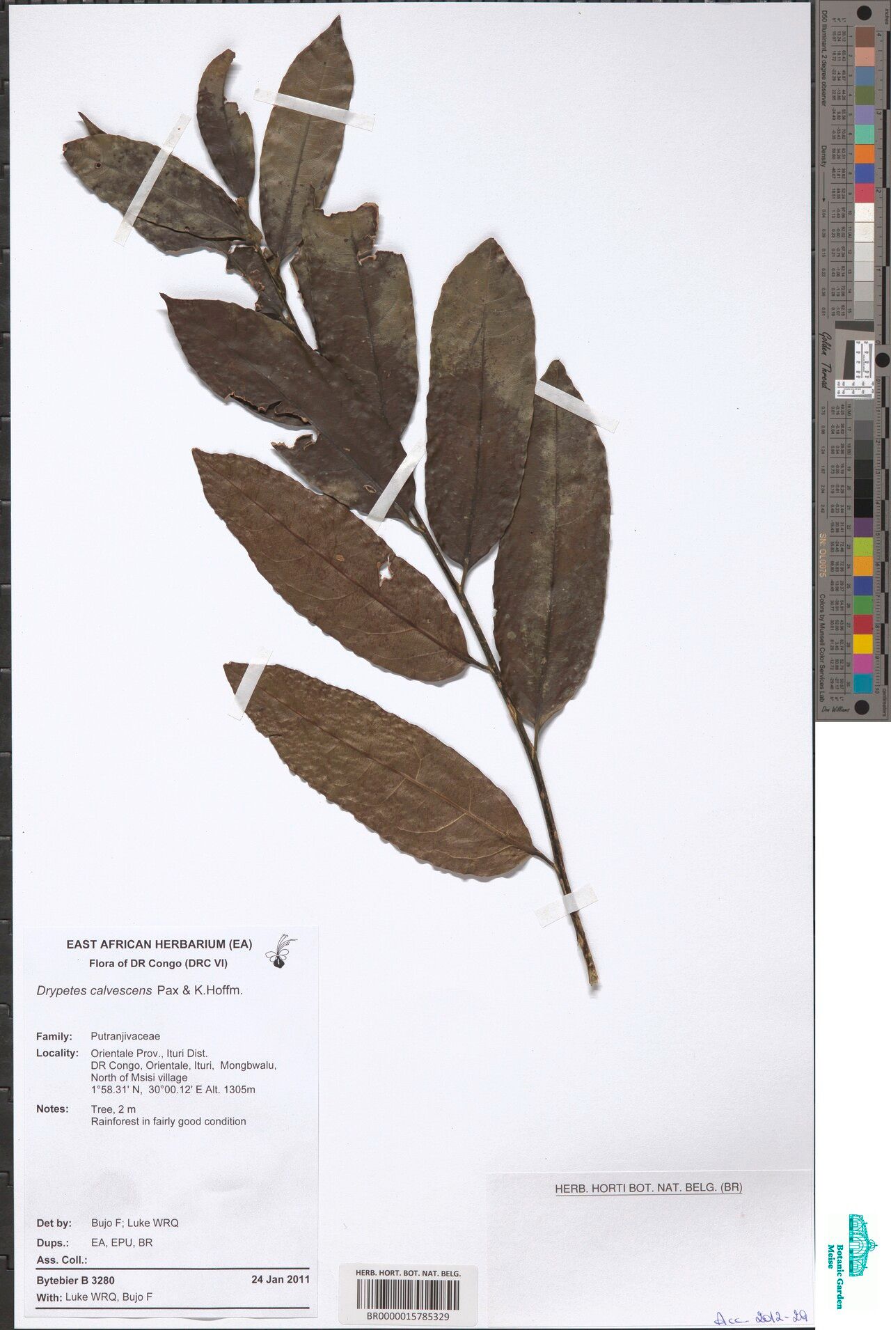 Drypetes fallax — houseplant care guide