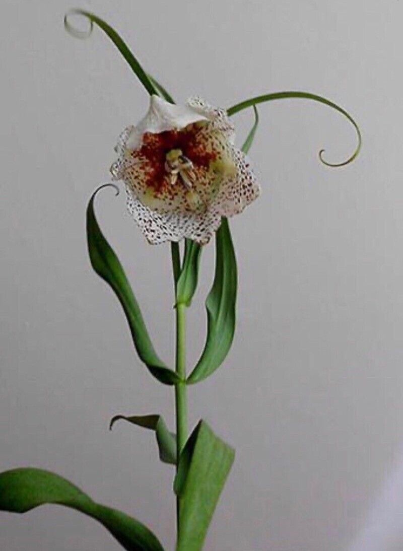 Fritillaria tortifolia — houseplant care guide