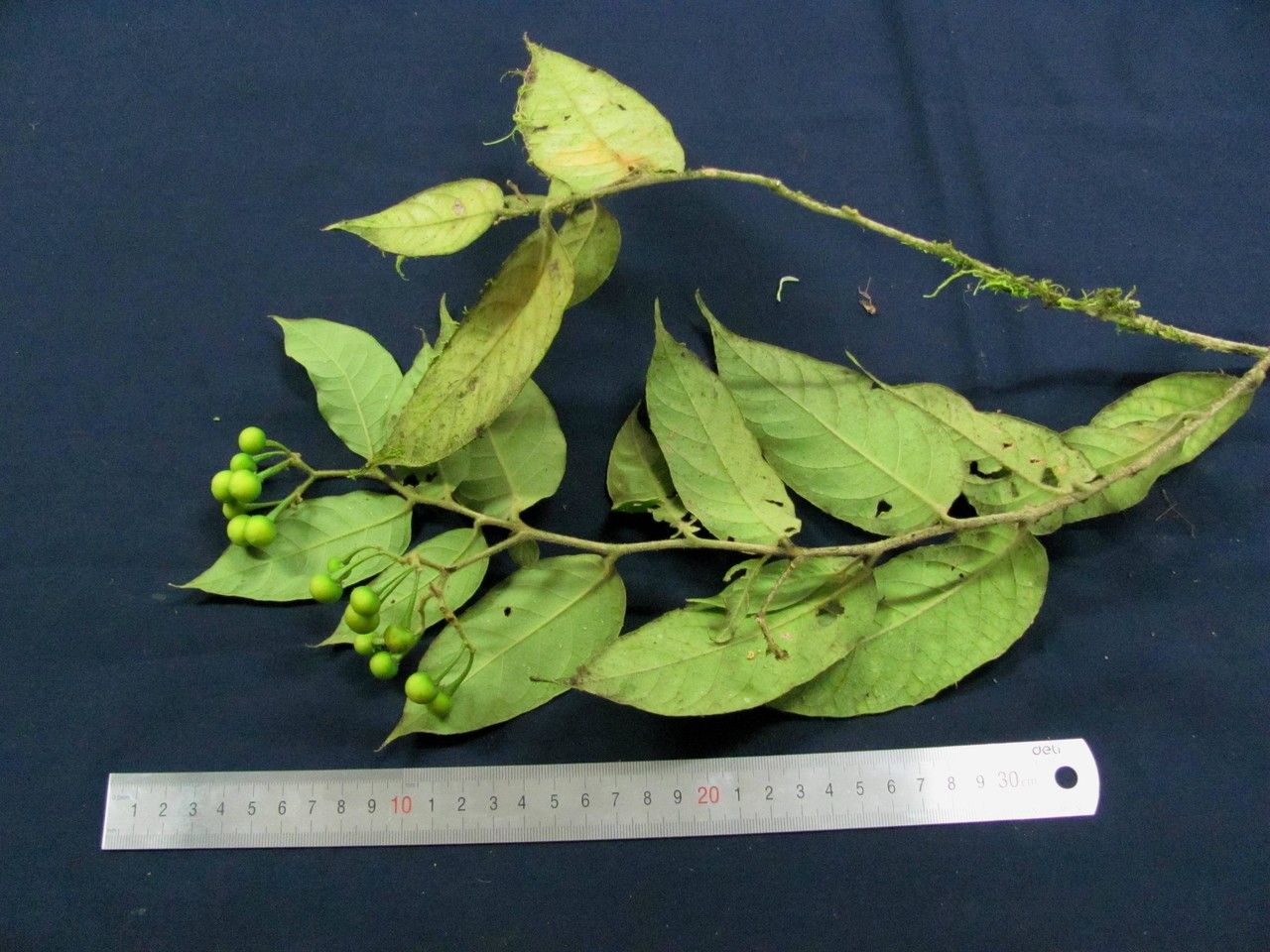 Solanum armentalis other