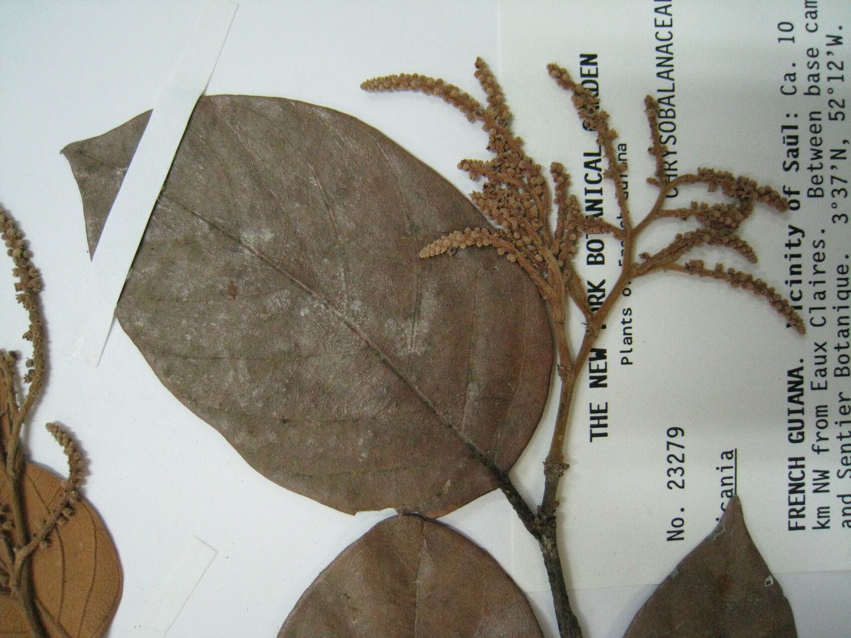 Licania discolor other