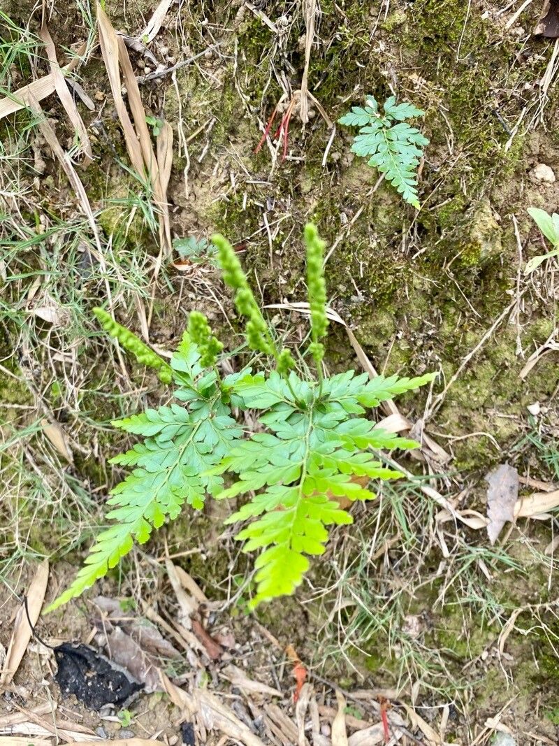 Anemia adiantifolia — houseplant care guide