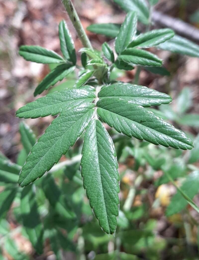 Acaena argentea — related species from the same genus
