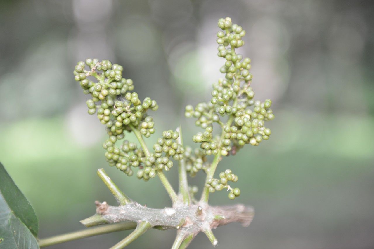 Zanthoxylum setulosum flower
