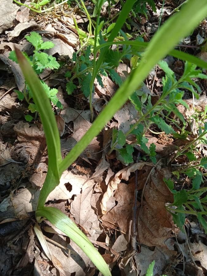 Anacamptis pyramidalis