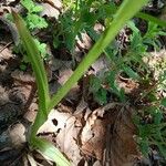 Anacamptis pyramidalis
