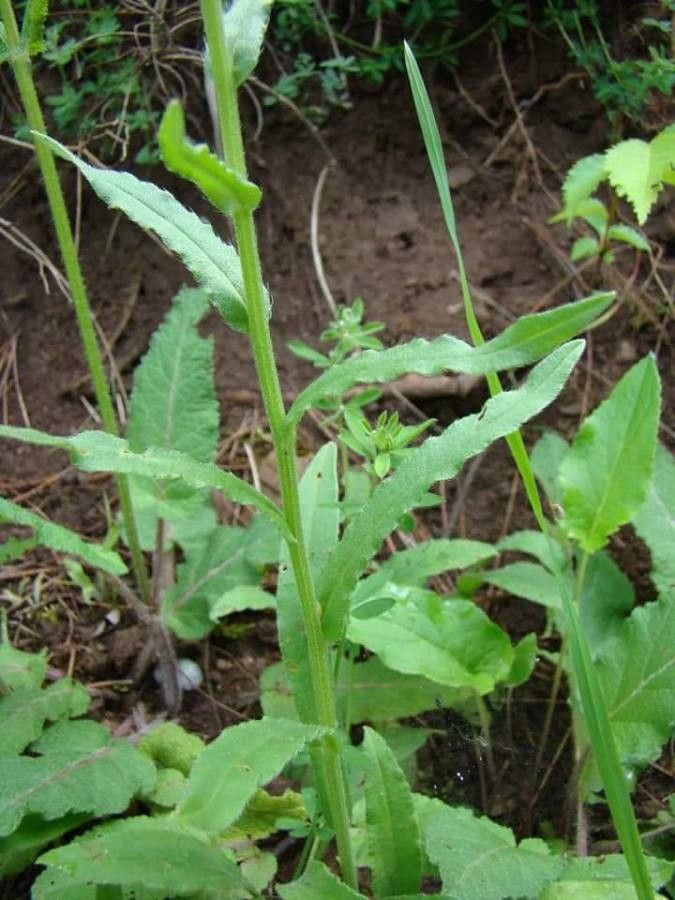 Anchusa barrellieri — search result for 'Anchusa'