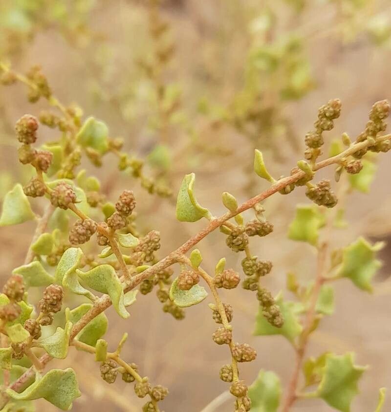 Atriplex spegazzinii flower