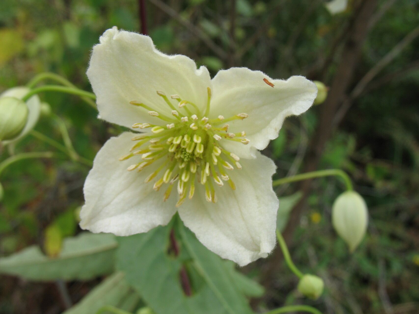 Clematis actinostemmatifolia