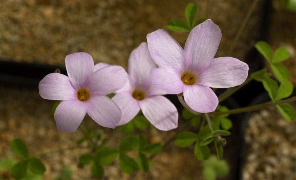 Oxalis lasiorhiza — houseplant care guide