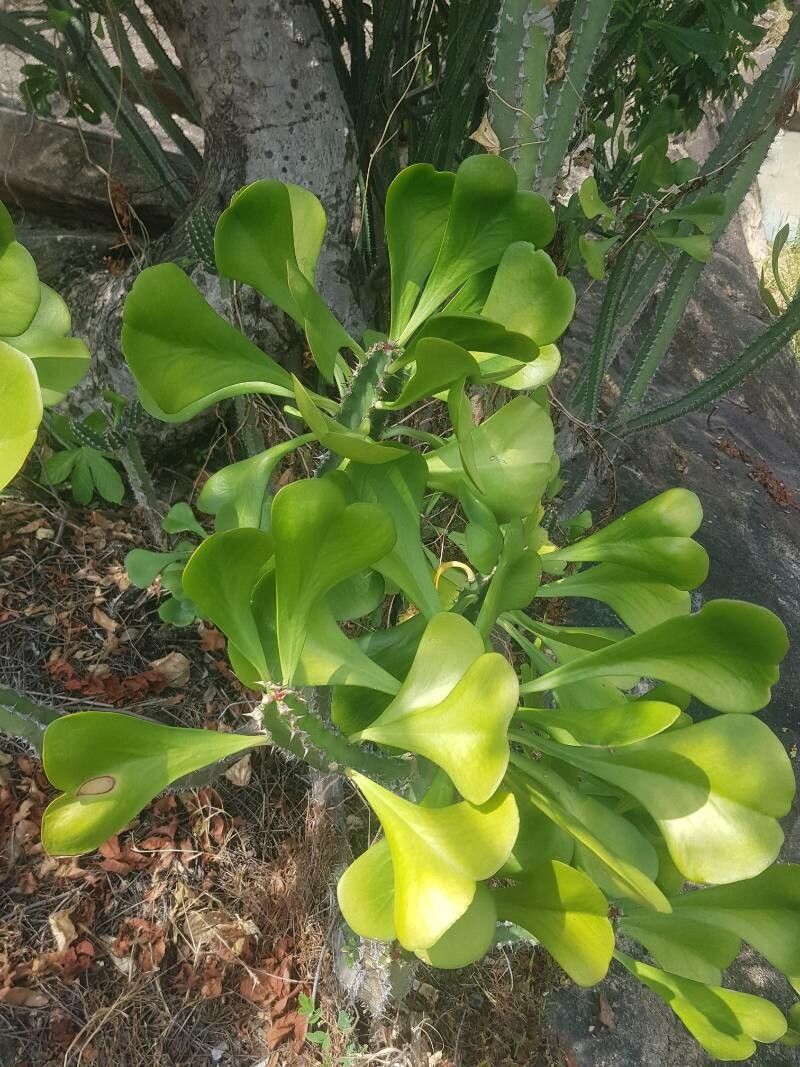 Euphorbia desmondii leaf