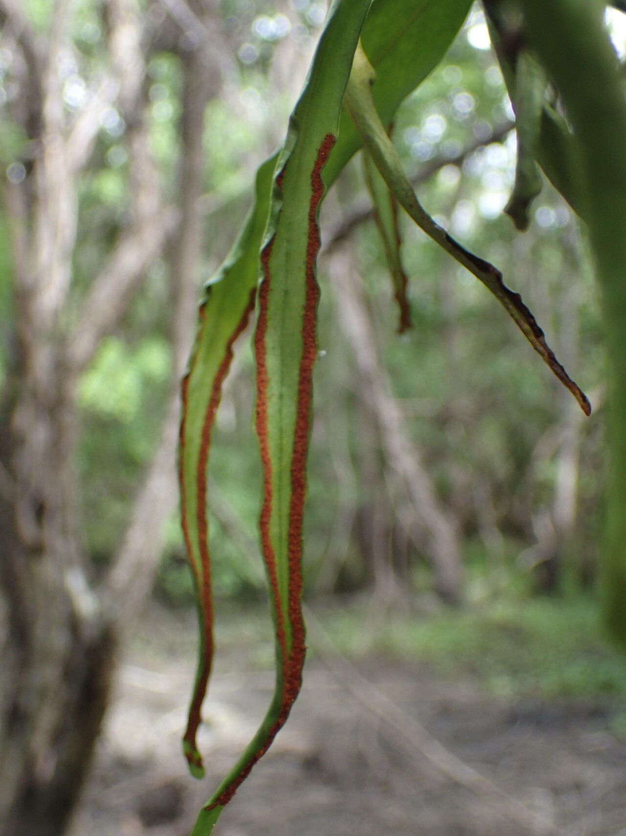 Pleopeltis marginata fruit