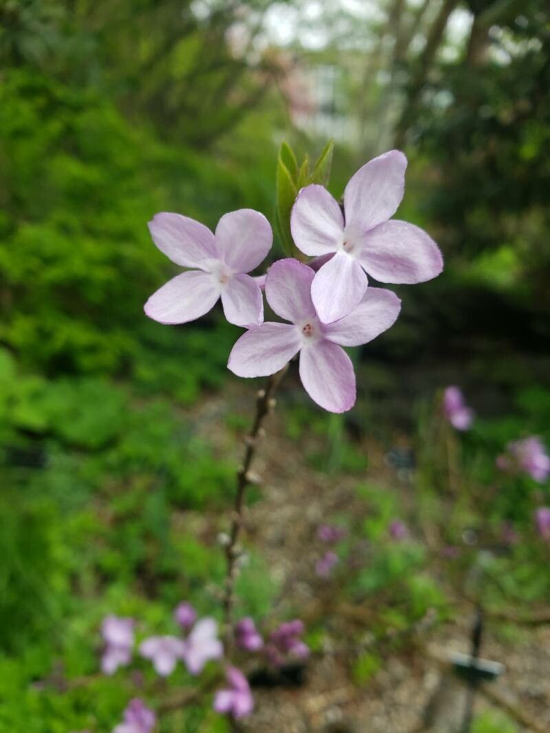 Daphne genkwa — search result for 'Daphne'