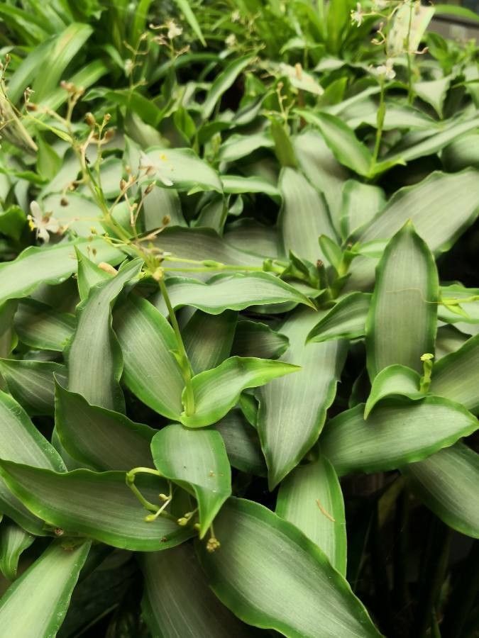 Murdannia loriformis habit