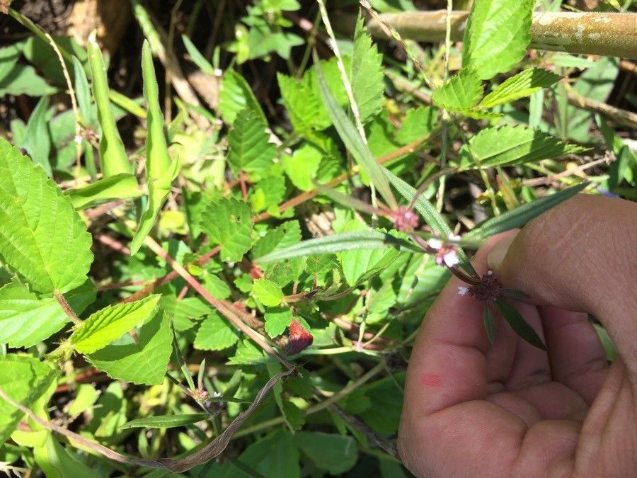 Spermacoce tenuior — search result for 'Spermacoce'