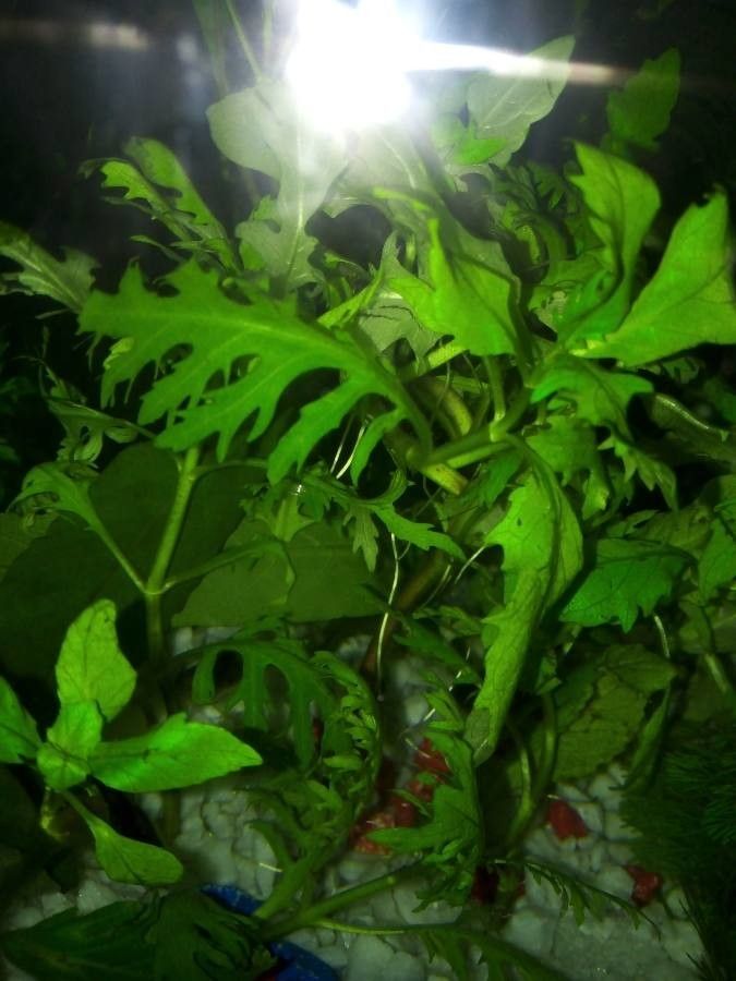 Hygrophila anomala — search result for 'Hygrophila'