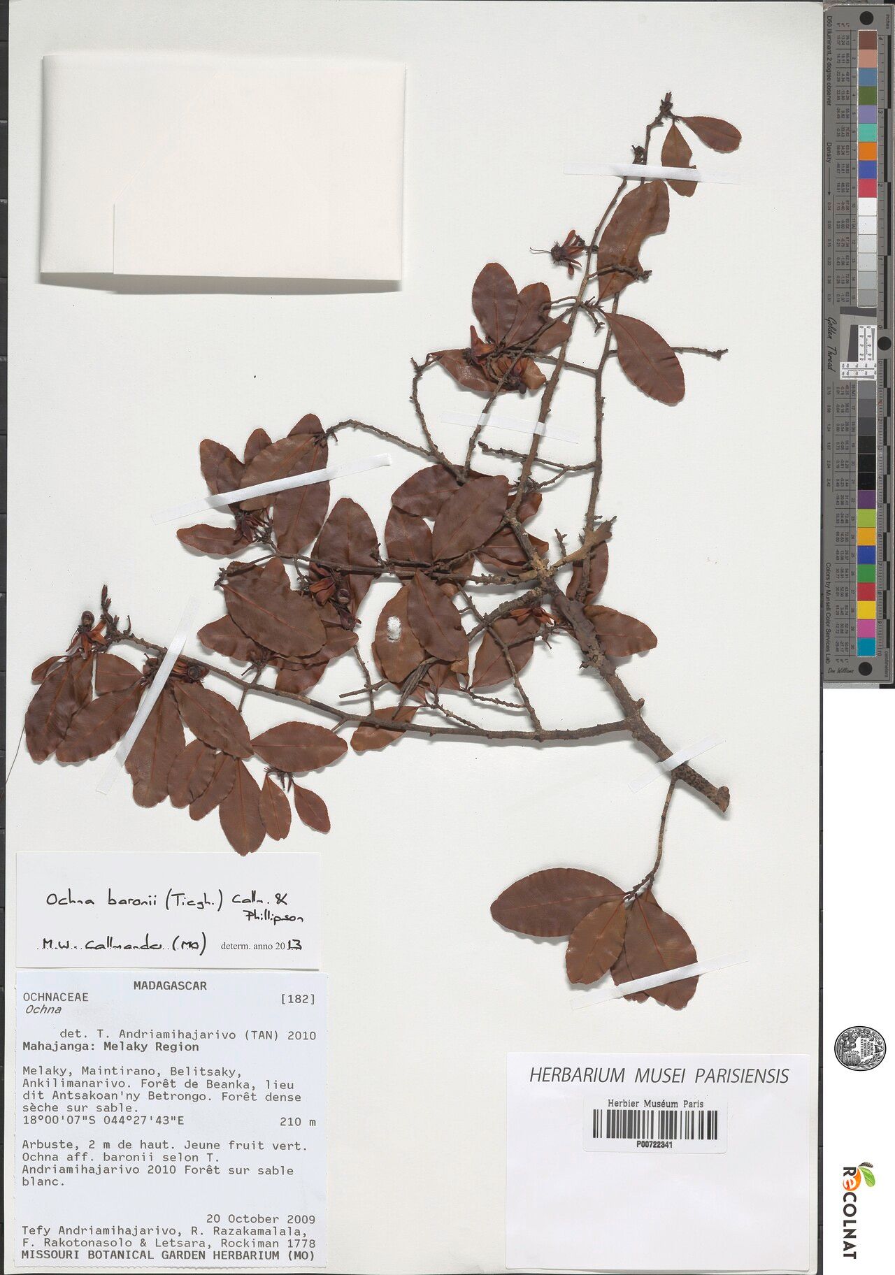 Ochna baronii — houseplant care guide