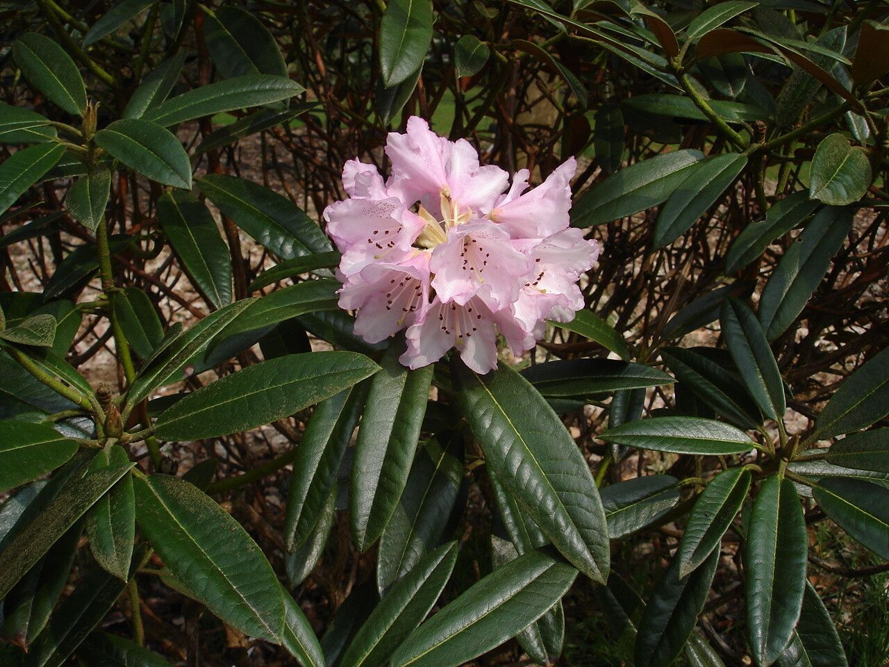 Rhododendron elegantulum flower