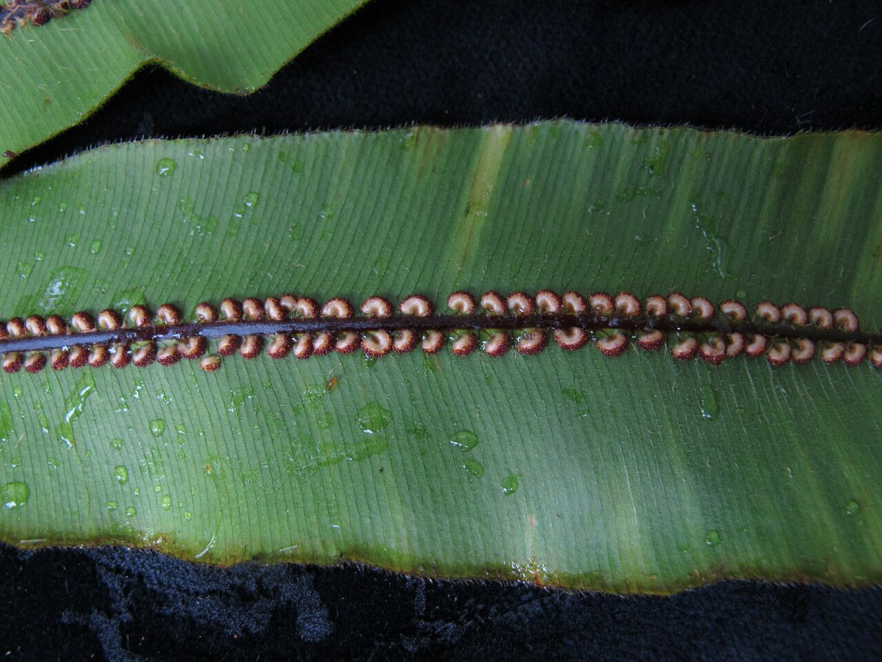 Oleandra wallichii — houseplant care guide