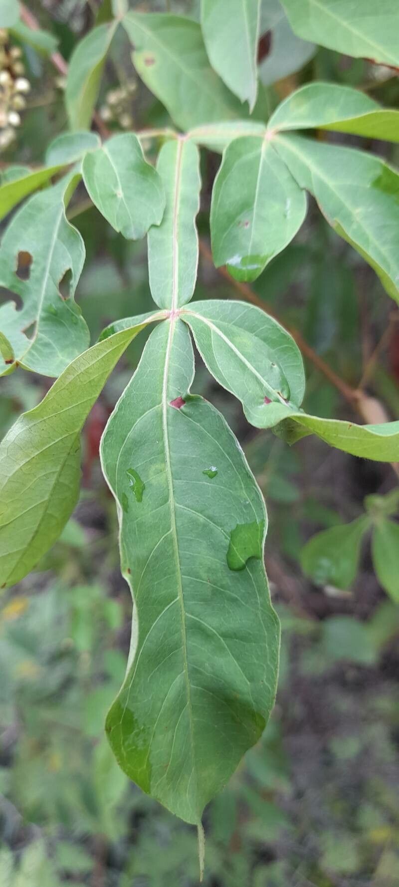 Serjania marginata — houseplant care guide