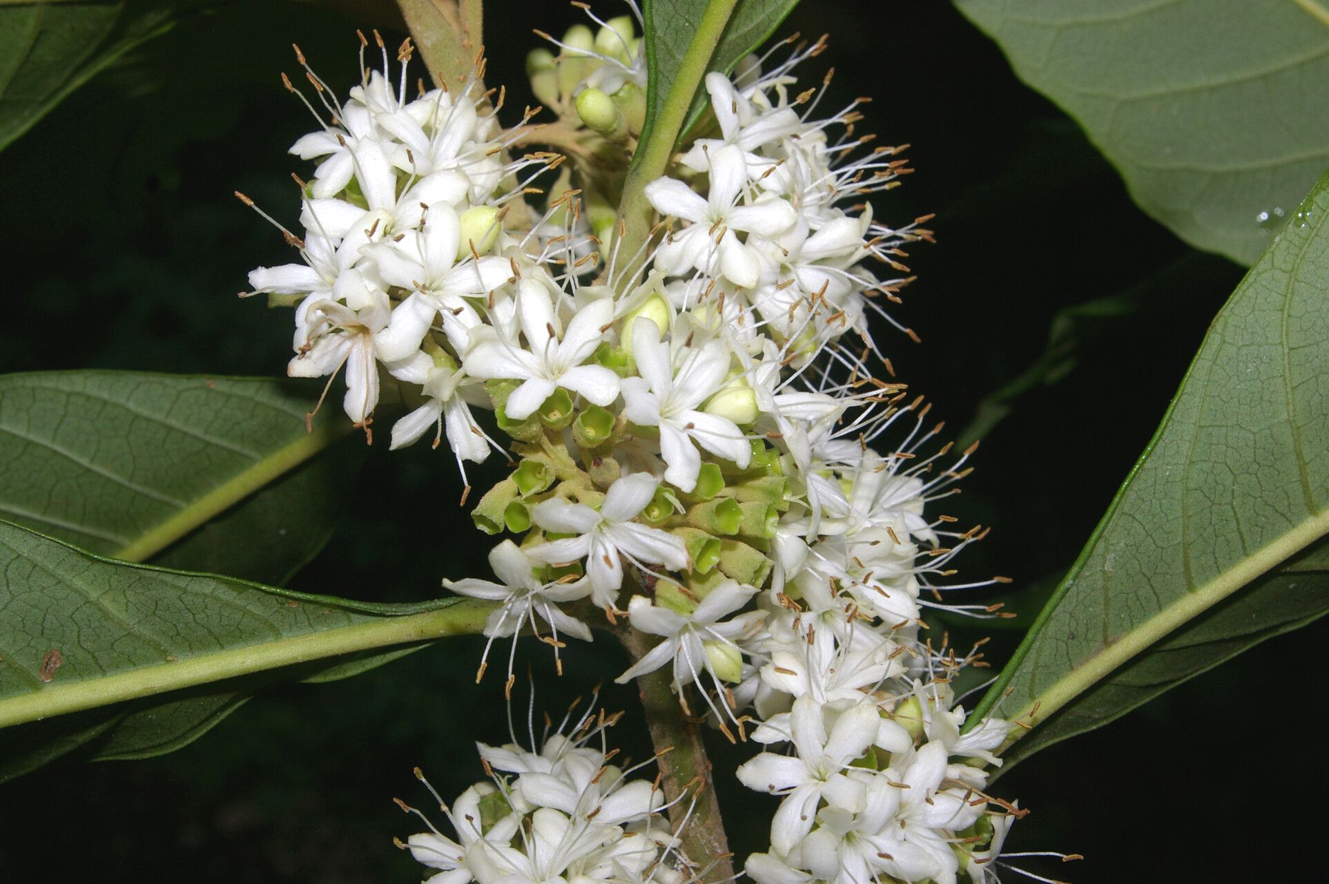 Aegiphila valerioi flower