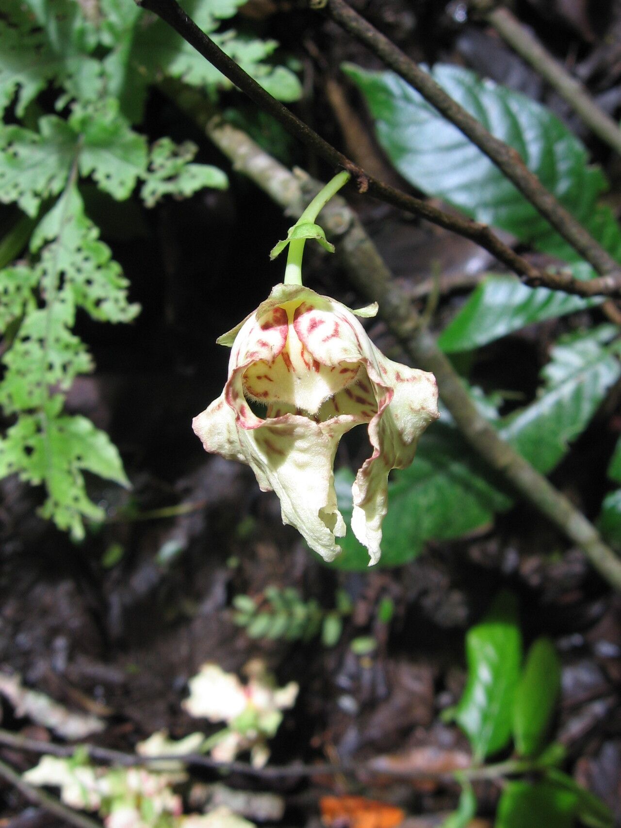 Monodora globiflora flower