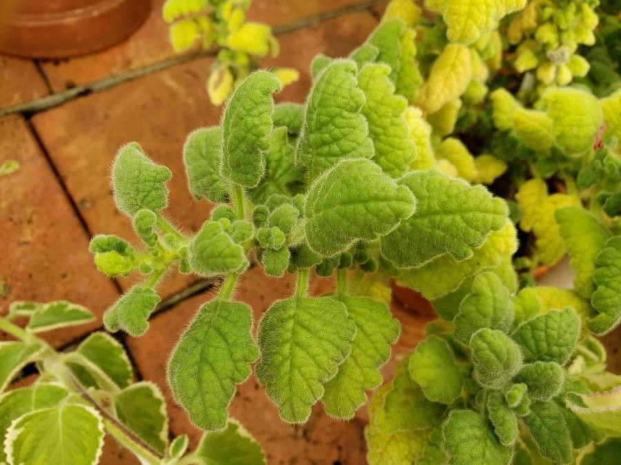 Coleus hadiensis leaf