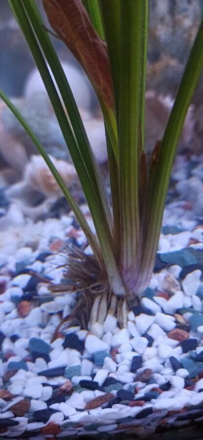 Echinodorus cordifolius bark