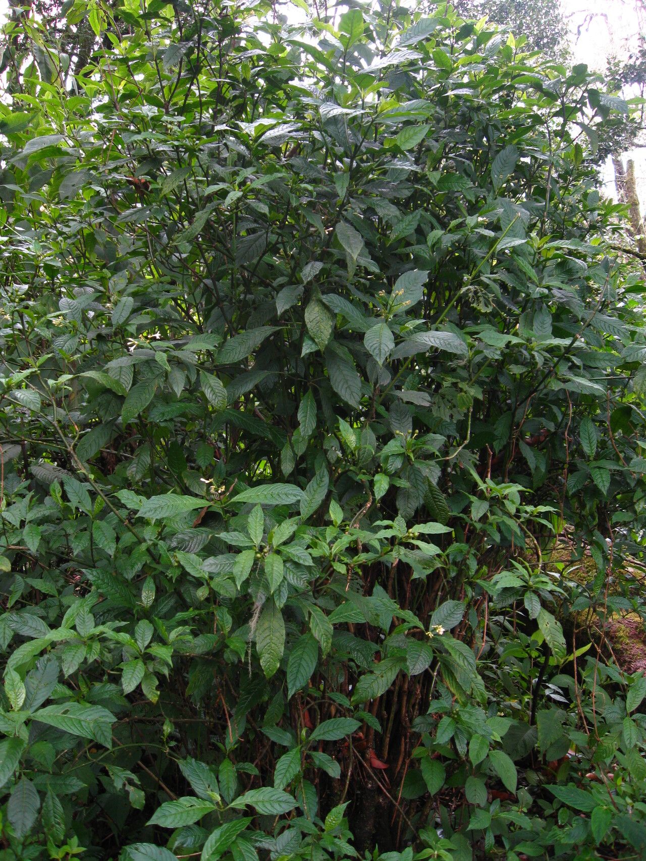 Chassalia laikomensis habit