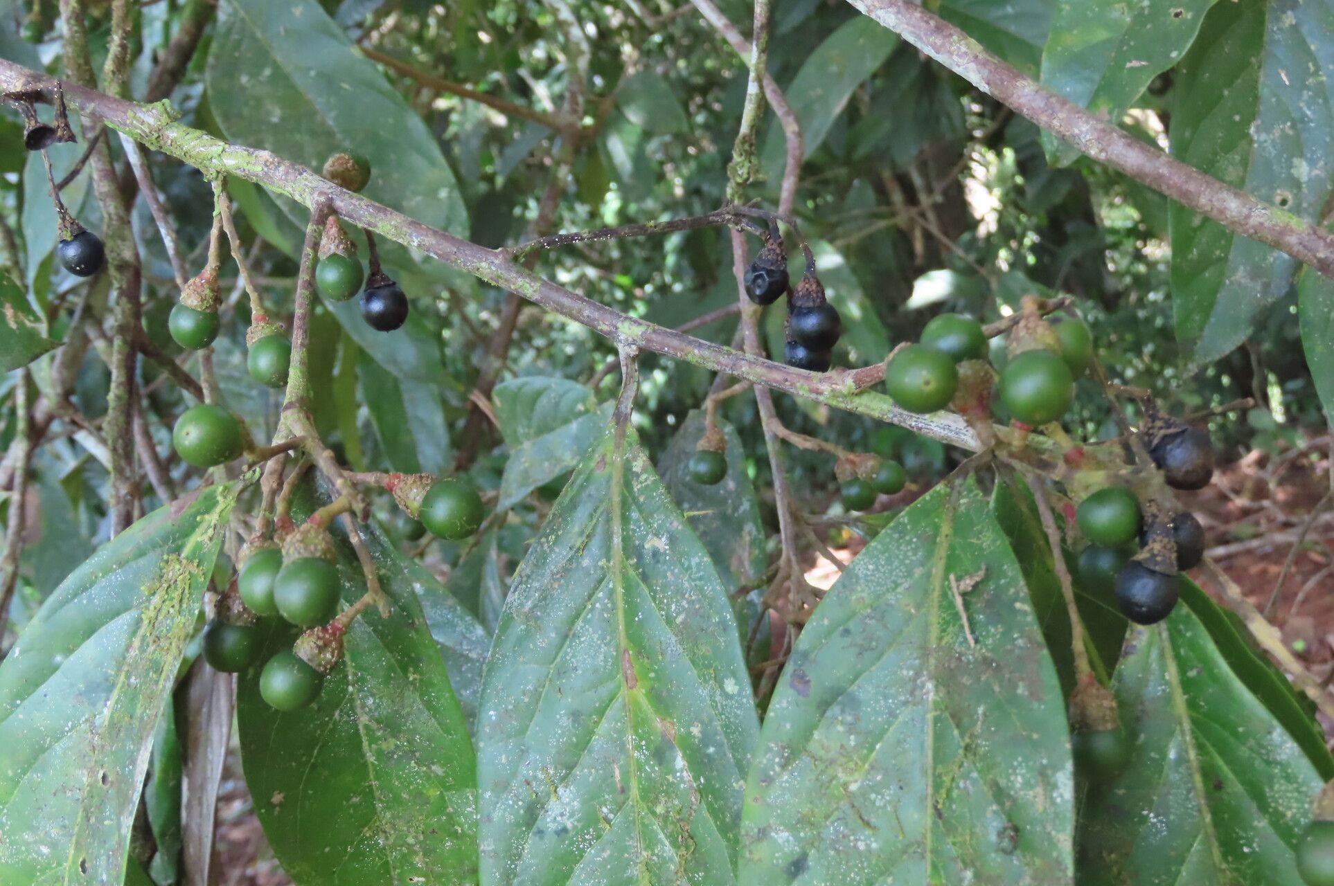 Ocotea leucoxylon — search result for 'Ocotea'